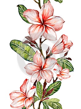 Plumeria flower on a twig. Border illustration. Seamless floral pattern. Isolated on white background. Watercolor painting.