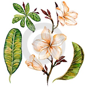 Plumeria flower on a twig. Tropical floral set flowers and leaves. Isolated on white background. Watercolor painting.