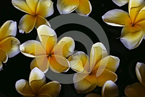 Plumeria flower on water for spa and relax