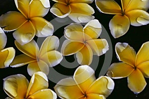 Plumeria flower on water for spa and relax