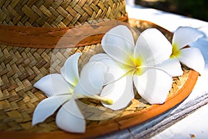 Plumeria flowers