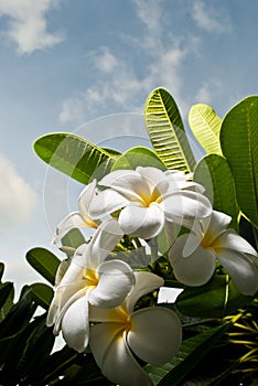 Plumeria Flowers