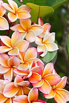 Plumeria flowers