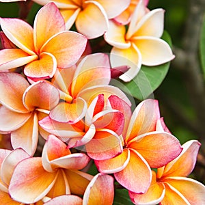 Plumeria flowers