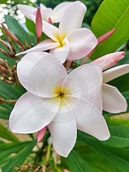 Plumeria flowers