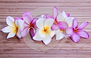 Plumeria Flowers