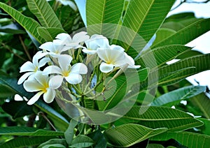 plumeria flowers