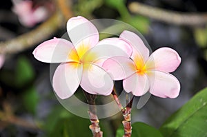 Plumeria flowers