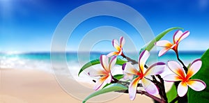 Plumeria flowers