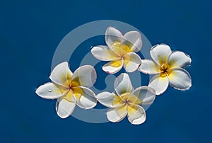 Plumeria flowers