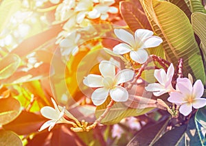 Plumeria flowers