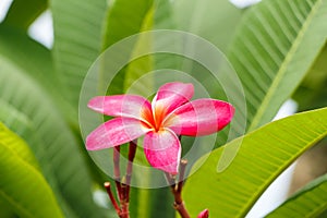 Plumeria flowers