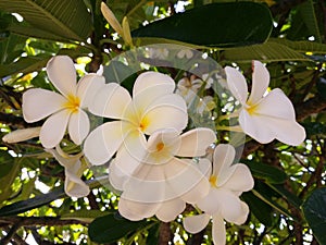 Plumeria Flowers