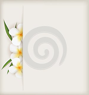 Plumeria flowers background