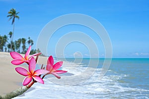 Plumeria flowers on the beach