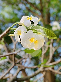 Plumeria flowers bloom very beautiful.