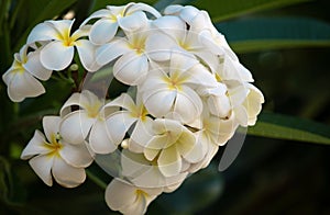 Plumeria flowers blooming on tree. Tropical flower white plumeria rubra flowers. Frangipani flower.