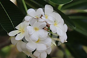 Plumeria flowers on bokeh background, beautiful flowers in the garden