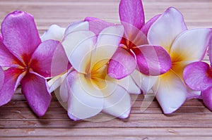 Plumeria Flowers Close-up