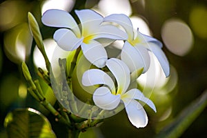 Plumeria flowers close-up in Hawaii