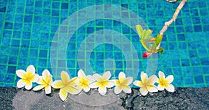 Plumeria flowers float in a row at the edge of swimming pool with blue clear water background. Frangipani buds. Garden