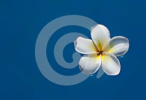 Plumeria flowers