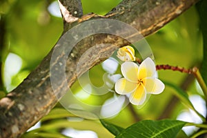 Plumeria flowers are fragrant and beautiful