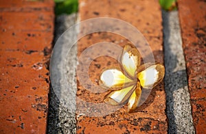 Plumeria flowers are fragrant placed