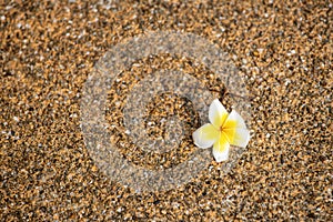 Plumeria flowers are fragrant placed