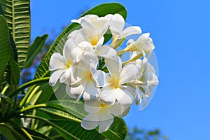 Plumeria flowers or Frangipani