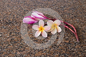 Plumeria flowers on granite stone