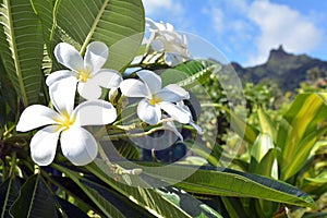 Plumeria flowers grows in Rarotonga Cook Islands