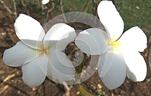 Plumeria flowers i nsun light