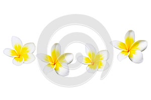 Plumeria flowers isolated on a white background.