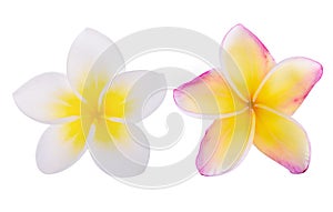 Plumeria flowers isolated on white background