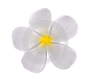 Plumeria flowers isolated on white background