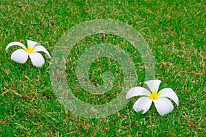 Plumeria flowers on lawn background