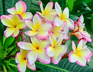 Plumeria flowers