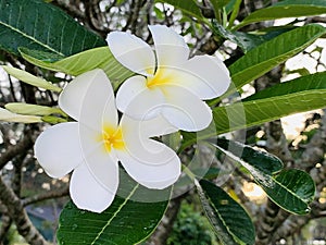 Plumeria flowers in the morning