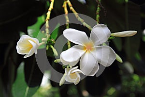 Plumeria