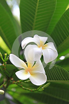 Plumeria photo