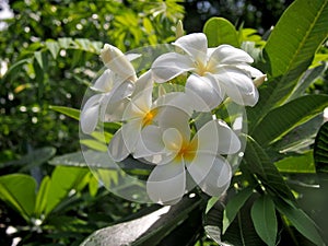 Plumeria flowers in Pattaya zoo