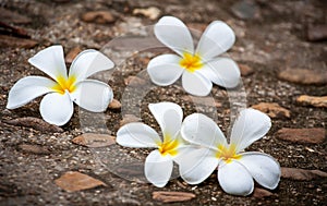 Plumeria flowers placed on a cement concrete floor.