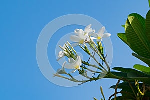 Plumeria flowers popularly known as Champa in India with bluesky background.