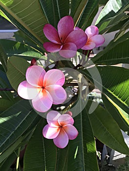 Plumeria Flowers