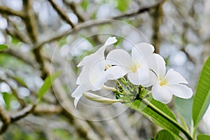 Plumeria flowers receive light in the morning.