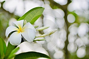 Plumeria flowers receive light in the morning.