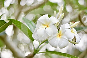 Plumeria flowers receive light in the morning.