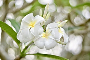 Plumeria flowers receive light in the morning.