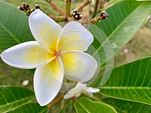 Plumeria flowers receive light in the morning.